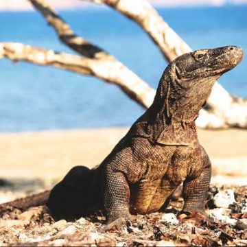 NTT - KOMODO - 20072014Komodo