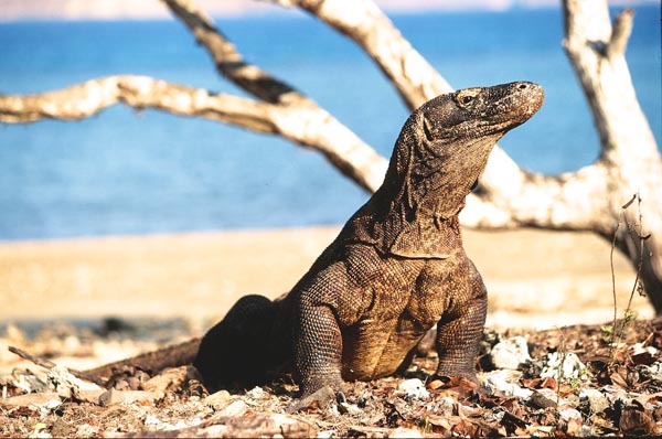 NTT - KOMODO - 20072014Komodo